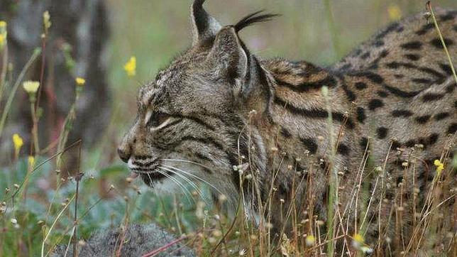 Lince ibérico en el paraje de Doñana