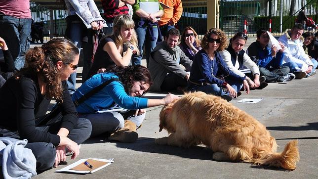 Terapia con perros para después de un infarto