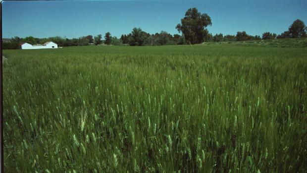 Un campo de trigo