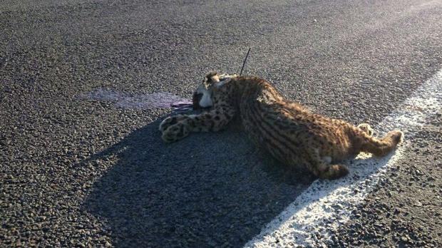 Imagen de archivo de un lince muerto por un atropello en la carretera