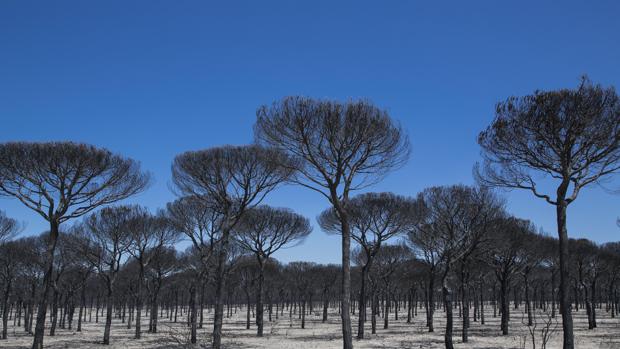 Aspecto de un pinar completamente calcinado tras el incendio del entorno de Doñana del pasado año