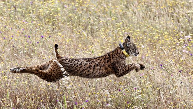El cadáver fue trasladado al Centro de Análisis y Diagnóstico de la Fauna Silvestre (CAD) de la Junta de Andalucía