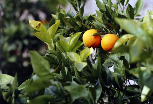 Naranjas de un cultivo palmeño