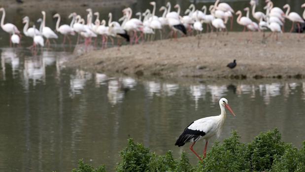 Una cigueña y un grupo de flamencos en la Cañada de los Pájaros