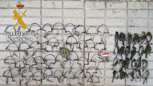 Aves y cepos del hombre investigado