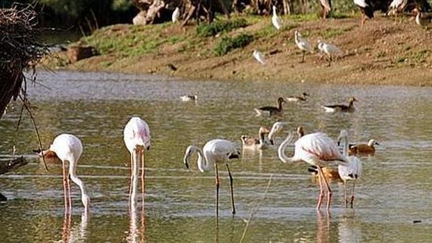 Flamencos en Doñana