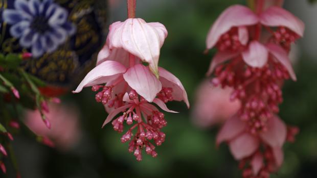 Flores de medinilla, una de las especies que han llegado en los últimos años a los Patios de Córdoba