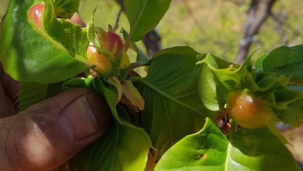 Castaños afectados por la avispilla
