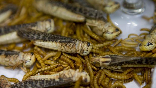 Gusanos y saltamontes cocinados