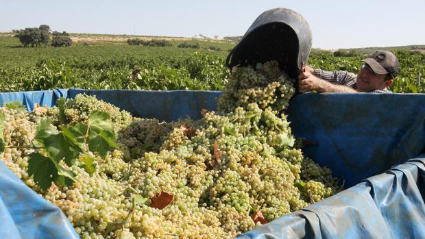 Recogida de uvas en Montilla