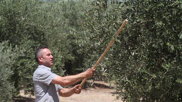 Un agricultor en una finca de olivos en Priego de Córdoba