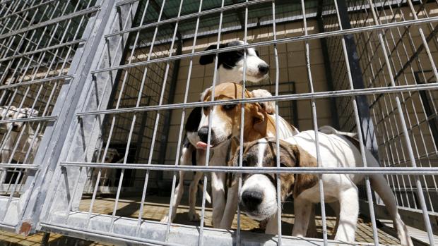 Perros en el centro de control de Sadeco