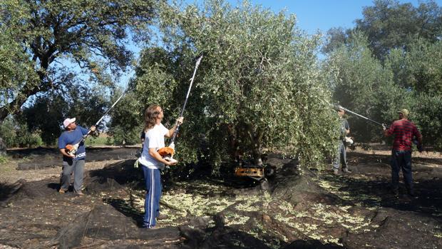 Jornaleros en la recogida de la aceituna