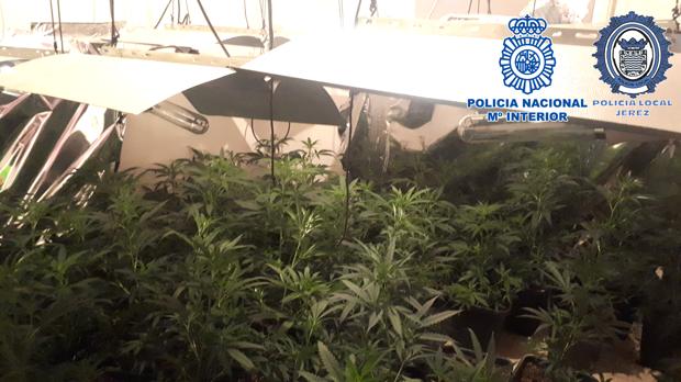 Estado en el que encontraron la plantación los efectivos policiales