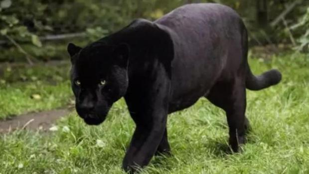 Alertan De La Presencia De Una Pantera En Una Localidad De Granada