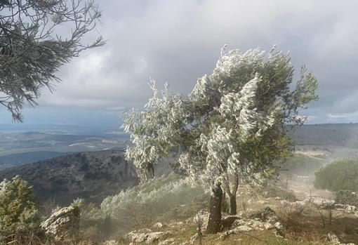 El Tiempo En Cordoba Borrasca Filomena Los Primeros Copos De Nieve Caen En La Zona Norte De La Provincia De Cordoba Sin Cuajar