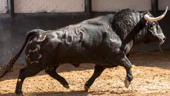 Quinto toro