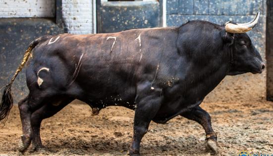 Primer toro