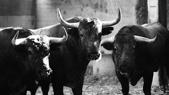 Toros en los corrales de la plaza de Zaragoza