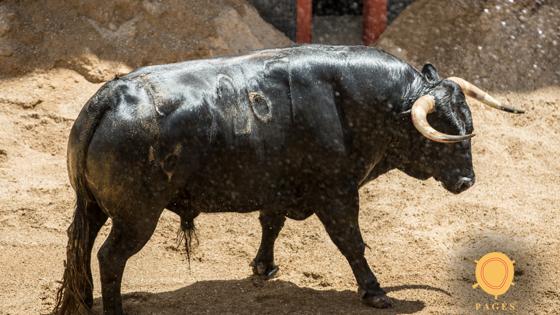 Último toro