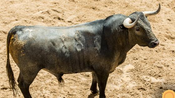 Tercer toro