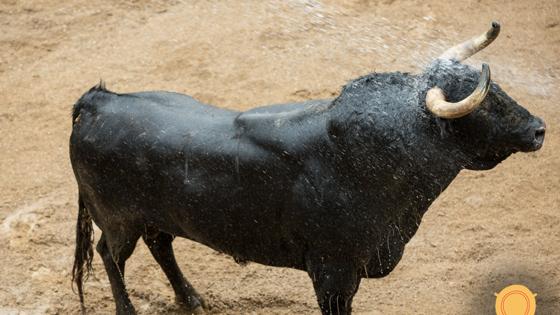 Primer toro