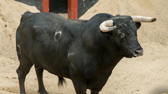 Tercer toro
