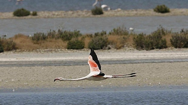 Flamenco sobrevolando la laguna