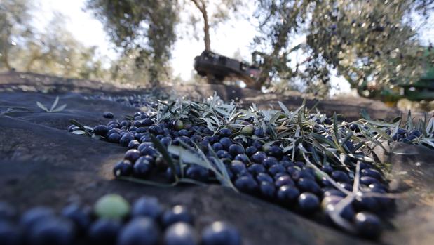 Racimos de aceitunas en la temporada de recogida en Andalucía