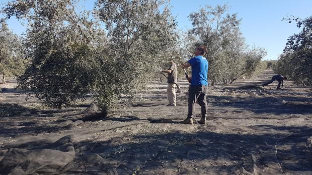 Agricultores varean olivos para conseguir el fruto de la aceituna