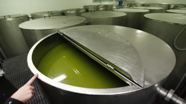 Aceite de oliva virgen extra en la bodega de la almazara de la cooperativa Oleoestepa
