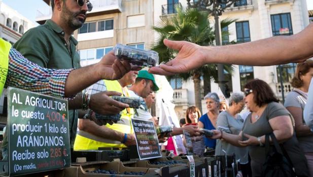 Reparto de arándanos en Huelva