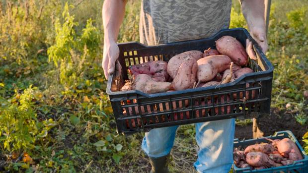 El boniato o batata es muy apreciado por sus cualidades nutricionales