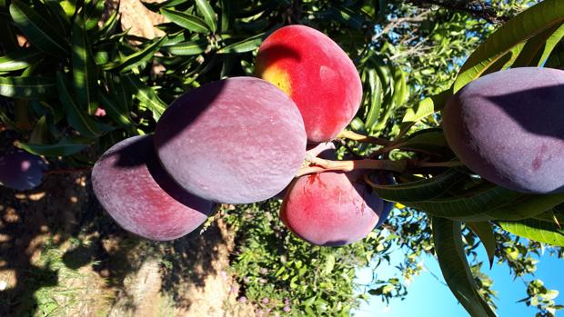 Mangos de la variedad Luz
