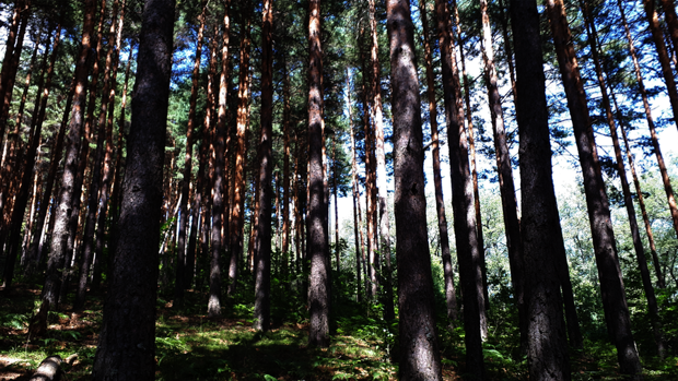 Fundación Montemadrid ha puesto en marcha el programa ReforestaAcción