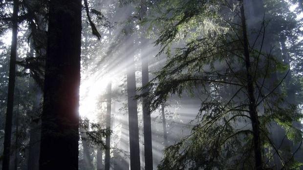 El bosque mediterráneo aumenta su superficie, pero está cada vez más amenazado