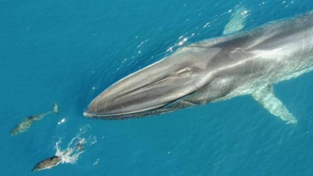 Así contribuye la segunda ballena más grande del mundo a frenar la acumulación de CO2 en el mar