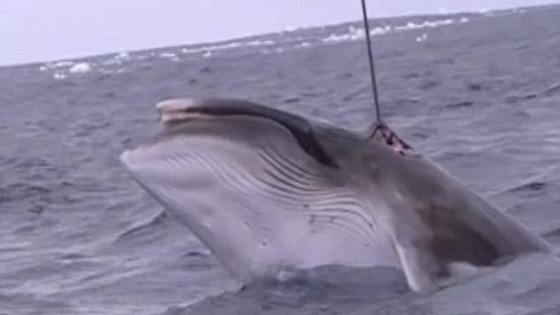 ¿Se creará por fin el santaurio para ballenas en el Atlántico Sur?