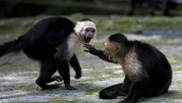 ¿Cuánto costaría detener la primea catástrofe de la biodiversidad con origen humano?