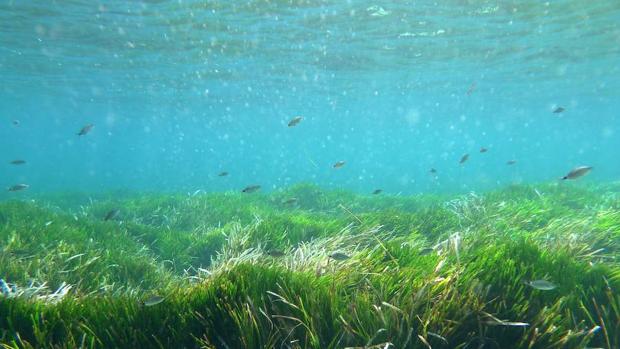 La posidonia oceánica presente en la playa no es basura