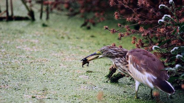 Actualizan la Lista de las aves de España