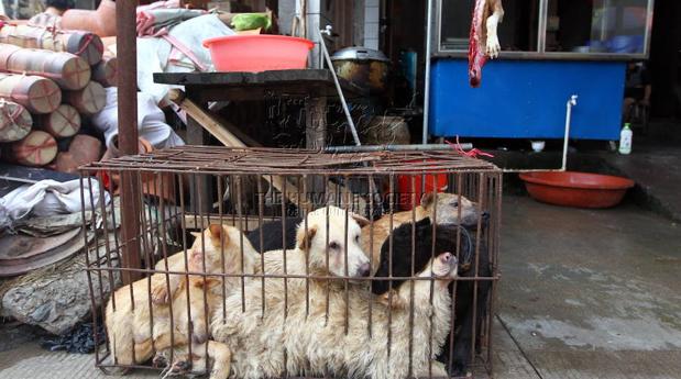 Festival de la carne de perro de Yulin: tres historias con un final feliz