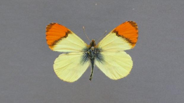 Ejemplar de Anthocharis belia