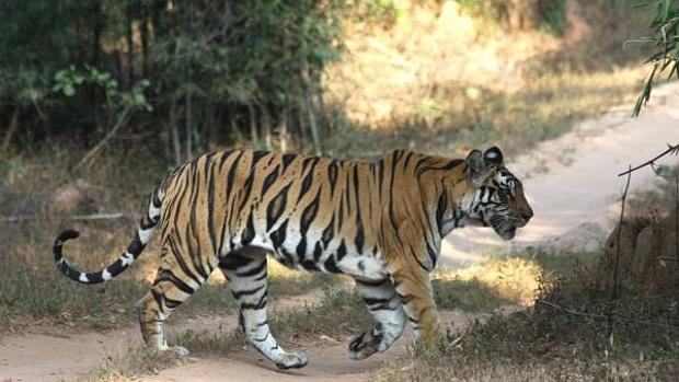 Tigre