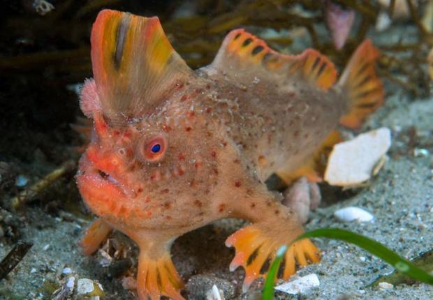 Los apenas cien ejemplares adultos de pez-mano rojo, que habitan en las aguas de la isla australiana de Tasmania, tendrán un perfil personal