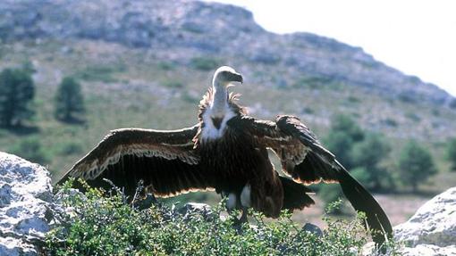 La colonia de buitres leonados más importante de Andalucía está en Coripe