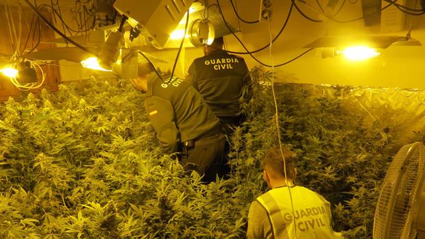Imagen de archivo de una plantación de interior descubierta en una vivienda por la Guardia Civil
