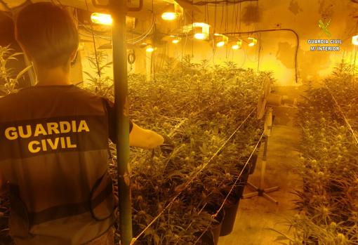 La plantación que iban a comprar las víctimas y que ha desmantelado la Guardia Civil