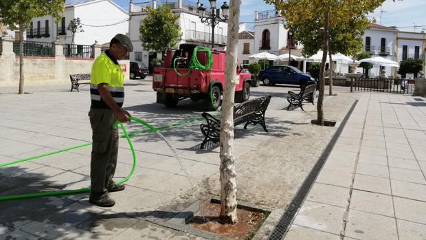 Un operario municipal riega un árbol de Las Navas de la Concepción con el agua de una cuba