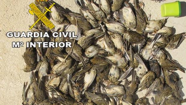 Parte de las aves cazadas de manera ilegal por un vecino de 61 años de Los Palacios